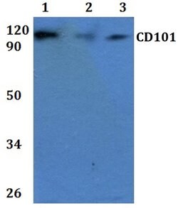Invitrogen CD101 Polyclonal Antibody 100 &mu;L; Unconjugated:Antibodies,