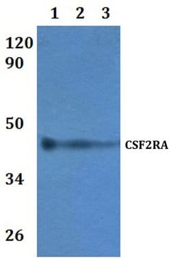 Invitrogen CSF2RA Polyclonal Antibody 100 &mu;L; Unconjugated:Antibodies,