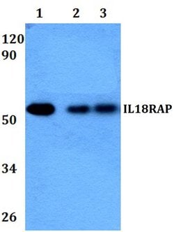 Invitrogen IL18RAP Polyclonal Antibody 100 &mu;L; Unconjugated:Antibodies,