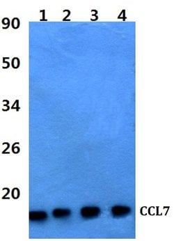 Invitrogen MCP-3 Polyclonal Antibody 100 &mu;L; Unconjugated:Antikörper