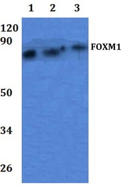 Invitrogen FOXM1 Polyclonal Antibody 100 &mu;L; Unconjugated:Antibodies,