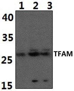 Invitrogen TFAM Polyclonal Antibody 100 &mu;L; Unconjugated:Antibodies,