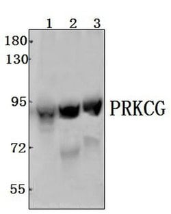 Invitrogen PKC gamma Polyclonal Antibody 100 &mu;L; Unconjugated:Antibodies,