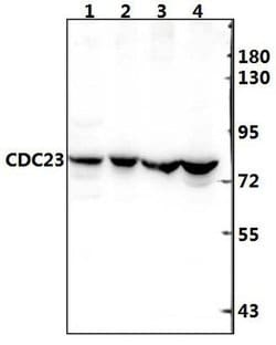 Invitrogen Cdc23 Polyclonal Antibody 100 &mu;L; Unconjugated:Antibodies,