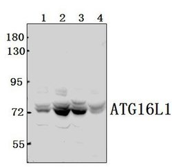 Invitrogen ATG16L1 Polyclonal Antibody 100 &mu;L; Unconjugated:Antibodies,