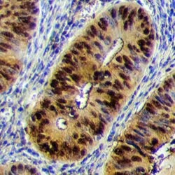 Invitrogen Cdc25A Polyclonal Antibody 100 &mu;L; Unconjugated:Antibodies,