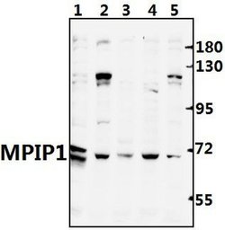 Invitrogen Cdc25A Polyclonal Antibody 100 &mu;L; Unconjugated:Antibodies,