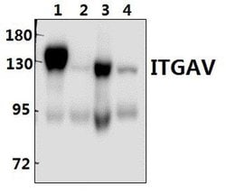 Invitrogen CD51 Polyclonal Antibody 100 &mu;L; Unconjugated:Antibodies,