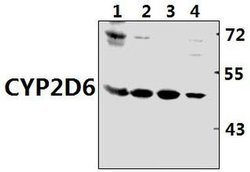Invitrogen CYP2D6 Polyclonal Antibody 100 &mu;L; Unconjugated:Antibodies,
