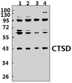 Invitrogen Cathepsin D Polyclonal Antibody 100 &mu;L; Unconjugated:Antibodies,