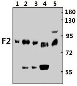 Invitrogen Prothrombin Polyclonal Antibody 100 &mu;L; Unconjugated:Antibodies,