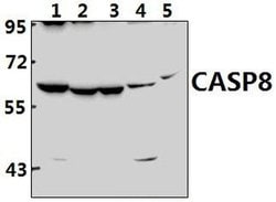 Invitrogen Caspase 8 Polyclonal Antibody 100 &mu;L; Unconjugated:Antibodies,