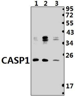 Invitrogen Caspase 1 Polyclonal Antibody 100 &mu;L; Unconjugated:Antibodies,