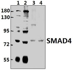 Invitrogen SMAD4 Polyclonal Antibody 100 &mu;L; Unconjugated:Antibodies,