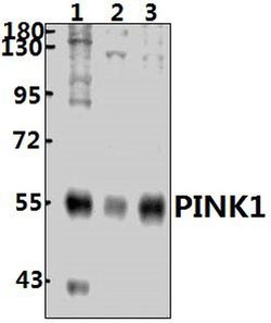 Invitrogen PINK1 Polyclonal Antibody 100 &mu;L | Buy Online | Invitrogen&trade; | Fisher Scientific