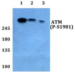 Invitrogen Phospho-ATM (Ser1981) Polyclonal Antibody 100 &mu;L; Unconjugated:Antibodies,