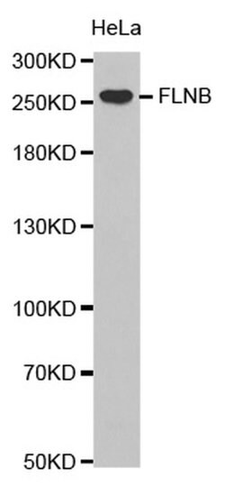 Invitrogen Filamin B Polyclonal Antibody 100 &mu;L; Unconjugated:Antibodies,