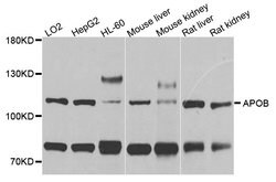 Invitrogen Apolipoprotein B Polyclonal Antibody 100 &mu;L; Unconjugated:Antibodies,