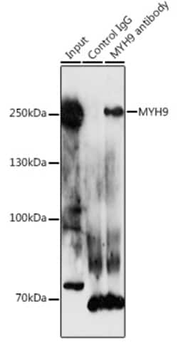 Invitrogen MYH9 Polyclonal Antibody 100 &mu;L; Unconjugated:Antibodies,