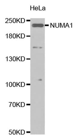 Invitrogen NuMA Polyclonal Antibody 100 &mu;L; Unconjugated:Antibodies,
