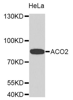 Invitrogen Aconitase 2 Polyclonal Antibody 100 &mu;L; Unconjugated:Antibodies,