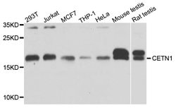 Invitrogen Centrin 1 Polyclonal Antibody 100 &mu;L; Unconjugated:Antibodies,