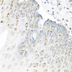 Invitrogen Staufen Polyclonal Antibody 100 &mu;L; Unconjugated:Antibodies,