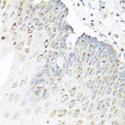 Invitrogen Staufen Polyclonal Antibody 100 &mu;L; Unconjugated:Antibodies,