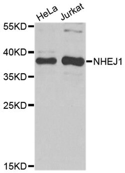 Invitrogen XLF Polyclonal Antibody 100 &mu;L | Buy Online | Invitrogen&trade; | Fisher Scientific