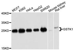 Invitrogen GSTK1 Polyclonal Antibody 100 &mu;L; Unconjugated:Antibodies,