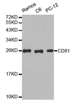 Invitrogen CD81 Polyclonal Antibody 100 &mu;L; Unconjugated:Antibodies,