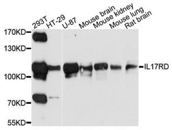 Invitrogen IL17RD Polyclonal Antibody 100 &mu;L; Unconjugated:Antibodies,