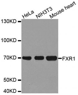 Invitrogen FXR1 Polyclonal Antibody 100 &mu;L; Unconjugated:Antibodies,