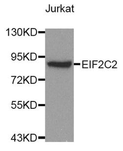 Invitrogen AGO2 Polyclonal Antibody 100 &mu;L; Unconjugated:Antibodies,