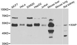 Invitrogen XIAP Polyclonal Antibody 100 &mu;L; Unconjugated:Antibodies,