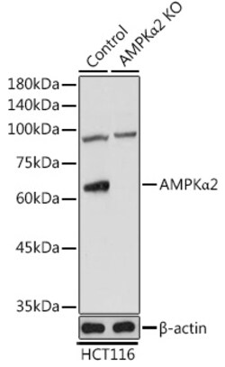 Invitrogen AMPK alpha-2 Polyclonal Antibody 100 &mu;L; Unconjugated:Antibodies,