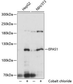 Invitrogen HIF-2 alpha Polyclonal Antibody 100 &mu;L; Unconjugated:Antibodies,