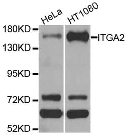 Invitrogen CD49b (Integrin alpha 2) Polyclonal Antibody 100 &mu;L; Unconjugated:Antibodies,