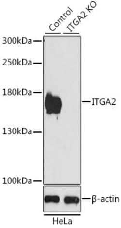 Invitrogen CD49b (Integrin alpha 2) Polyclonal Antibody 100 &mu;L; Unconjugated:Antibodies,