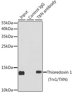 Invitrogen Thioredoxin 1 Polyclonal Antibody 100 &mu;L; Unconjugated:Antibodies