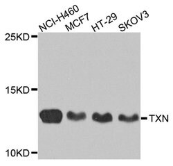 Invitrogen Thioredoxin 1 Polyclonal Antibody 100 &mu;L; Unconjugated:Antibodies