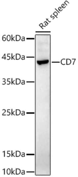 Invitrogen CD7 Polyclonal Antibody 100 &mu;L; Unconjugated:Antibodies,