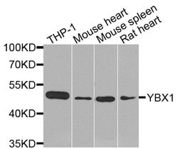Invitrogen YBX1 Polyclonal Antibody 100 &mu;L; Unconjugated:Antibodies,