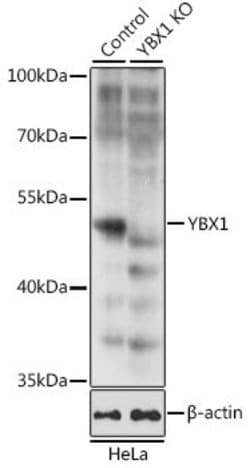 Invitrogen YBX1 Polyclonal Antibody 100 &mu;L; Unconjugated:Antibodies,