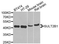 Invitrogen SULT2B1 Polyclonal Antibody 100 &mu;L; Unconjugated:Antibodies,