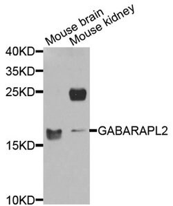 Invitrogen GABARAPL2 Polyclonal Antibody 100 &mu;L; Unconjugated:Antibodies,