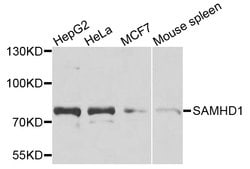 Invitrogen SAMHD1 Polyclonal Antibody 100 &mu;L; Unconjugated:Antibodies,