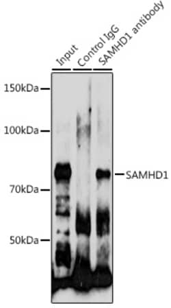 Invitrogen SAMHD1 Polyclonal Antibody 100 &mu;L; Unconjugated:Antibodies,