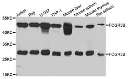 Invitrogen CD16 Polyclonal Antibody 100 &mu;L; Unconjugated:Antibodies,