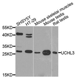 Invitrogen UCHL3 Polyclonal Antibody 100 &mu;L; Unconjugated:Antibodies,